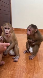 288K views · 3K reactions | Cannot stop Spoil ChiChi Very Angry Boy Monkey | Cute Baby Monkey | Facebook