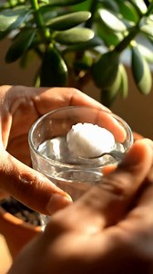 148K views · 475 reactions | Make your money tree flourish with this easy method: Attract prosperity and serenity | Grandma’s Recipes & Hacks | Facebook