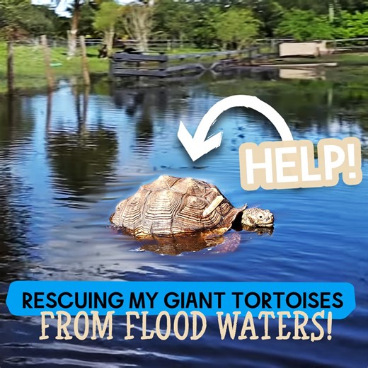 My Tortoises Aren't Enjoying These Floods 😭 | Blake's Exotic Animal Ranch