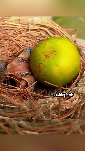 Cuckoo chick ejecting a lemon. #birdlife #bird #birdwatching #birdphotography #birdlove #cuckoo #fyp #naturelove #viral | Natasha Rowe