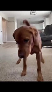 Zouglou quoi ! 😂 | Angelo Busta