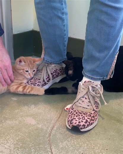 11K views · 32 reactions | PAWS Chicago on Reels | Facebook