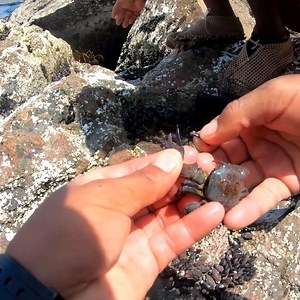 MIRA‼️Lo que puedes pescar con esta carnada (PIRUNCHO), La mejor carnada para pescar en peñas., parte 5 | Fmpesca