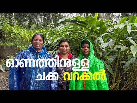 Homemade crispy chakka chips straight from fresh jackfruit! 😋✨ #FarmToTable #ChakkaChipsLove