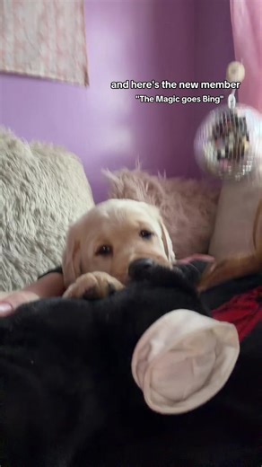 Taylor Rocco (@primetimek9s)’s videos with son original - Valentin