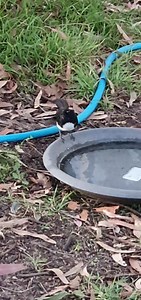 Willy Wagtail having a cool drink, it's been a hot day | Six Grey Parrots