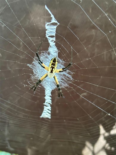 How these huge black and yellow spiders in your garden can teach kids about nature
