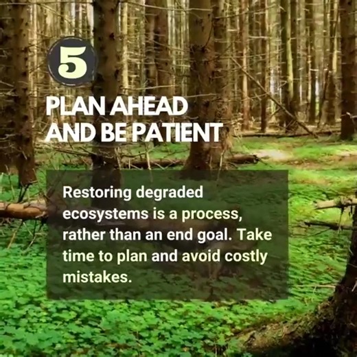 Are you planning on getting out to plant some trees this summer? 🌳 Tree planting is generally great but it’s not as simple as it sounds. UN Environment Programme shows 5️⃣ basic rules for getting it right below 👇 | United Nations Biodiversity
