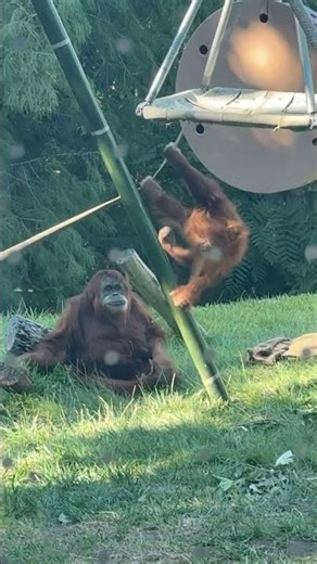 Baby Orangutan Swinging by The feet playing With Mama 🐒