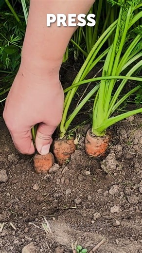 238K views · 540 reactions | Tips on smart harvesting and storage! How to keep vegetables fresh all winter long凌 | 5-Minute Crafts | Facebook