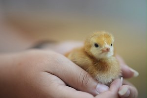 19K views · 123 reactions | Day 6 ✅ Done! #IowaStateFair #FairFever | Iowa State Fair | Facebook