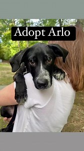Adopt Arlo #novapetsalive | NOVA Pets Alive