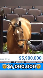 MCKULICK FOR $6,000,000!!! 🤯 #auction #auctioneer #fastspeaking #horseracing #horses | Queen of Horse
