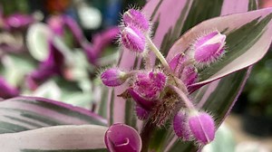 Matalí, la planta tabasqueña con propiedades curativas