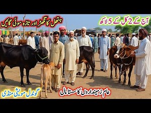 Today Gondal Mandi latest update11Aug 2025!Low and Middle Prices MilkingCows Fresh Rate!Gondal Mandi