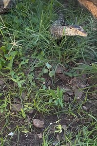 The most sought after monitor lizard from Australia  the Varanus Giganteus aka the Parentie! The 4th largest monitor lizard in the world and perhaps the most beautiful! A true living dinosaur 秊 . . . #dinosaur #dino #monitorlizard #monitor #lizard #varanus #varanuskeeper #australia #wildlife #wildlifeonearth | Ship Your Reptiles | Facebook