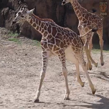 94K views · 10K reactions | Warning: Giraffic jam ahead!漣 Kora, our four-month-old giraffe baby, has started venturing out into North Savanna. WATCH to see all the cuteness of this little giraffe running around the big habitat chasing big sister Nea! 李 | Dallas Zoo | Facebook