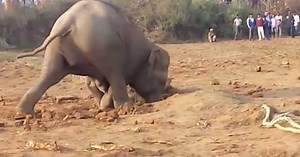 Mama Elephant Keeps Digging And Digging, Over 11 Hours Later, Something Crawls Out Of The Hole