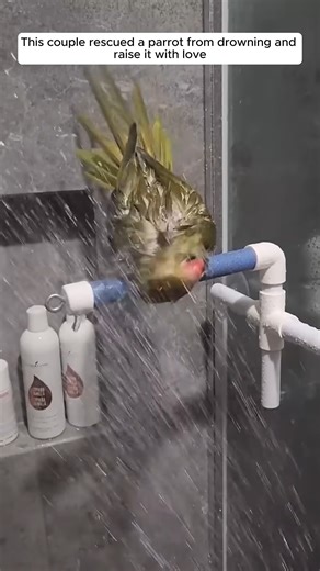 This couple rescued a parrot from drowning and raise it with love #animalshorts #parrot | Forest Life