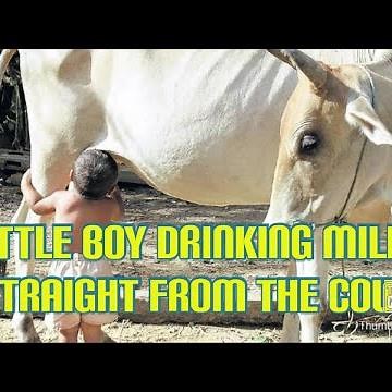 Baby Drinking Milk Directly from Cow like calf // KIDS Drink Milk Straight from Cow /Direct CowMilk
