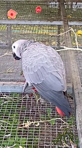 1.2K views · 81 reactions | Chasing after the flower 藍 | Six Grey Parrots | Facebook