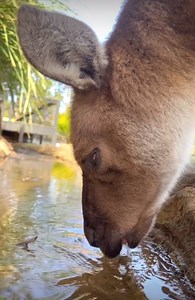 Have you ever seen a kangaroo drinking 🥰 #kangaroo #savethekangaroo #stopkillingkangaroos | South Australia Events and Tourist Attractions