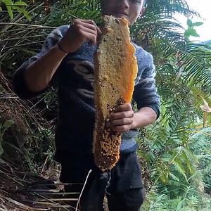 1.6K views · 129 reactions | Collect Wild Honey in Mountain | Natural Honey | Bees Reels | Facebook