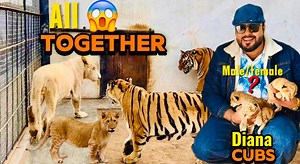 631K views · 24K reactions | Mufasa and Leo friendship with tycoons Aylice Diana cubs male or female , #miansaqib #mianfarmhouse #viralreels #viralvideoシ #viralshorts #trendingshorts #tamed #lions #horses #Cubs | Mian Saqib | Facebook