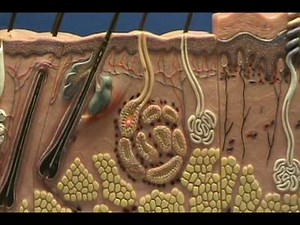 Composite Skin Model - Glands