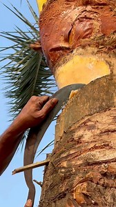 Natural Date Palm Sap Collection | Rural Life of Bangladesh. 🥰 #Amazing | Sagor Vai