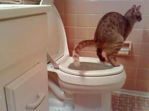 cat pooping in toilet