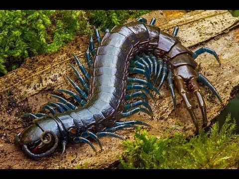 Deadly fight: Snake VS Huge Centipede (HD)