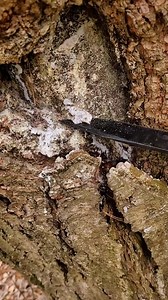 15K views · 259 reactions | All natural storm proof torch 蝹 #fyp #foryou #survival #bushcraft #outdoorlife #survivalhacks #survivaltips #Outdoors #fire #camping #LifeHack | Wood-91 | Facebook