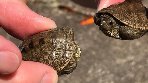 As adorable diamondback terrapins emerge in SC coastal marshes, the SCDNR wants to know if you spot one