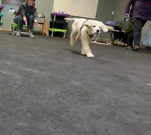 Huck trucking thru the week! #goldenretrieverpuppy #puppyeinstein | emBARK