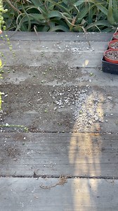 72K views · 1K reactions | Let’s propagate Senecio rowleyanus clippings  | Unique Succulent Designs | Facebook