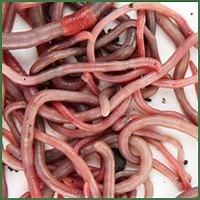 100 Red Composting Worm Mix - Free Shipping.