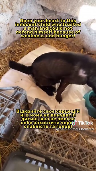 Тварини Болграду на TikTok