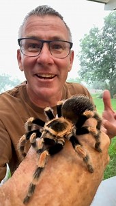 39K views · 159 reactions | A tarantula spider - such beautiful colors and actually contrary to many people’s fears and beliefs most species of tarantula are pretty docile! ️️ • • • #tarantula #spidersofinstagram #wow #fyp #arachnids #brave #loveanimals #ivancarter #instagram #reels #viralvideos #livingmybestlife #education | Ivan Carter | Facebook
