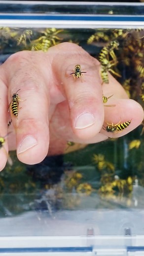 Coyote’s craziest stings yet… the ANGRY YELLOWJACKET BOX. Live now on BW channel | Brave Wilderness