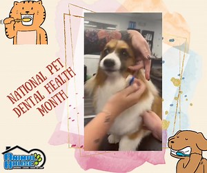 18 reactions | February is National Pet Dental Health Month! $5 teeth brushing Or $5 off our Plaque Cleanse from now through the end of February! | Animal House | Facebook