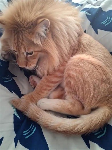 kity lion