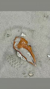 Enjoying the beauty of nature @ Palm Beach Resort, Labuan Island, East Malaysia. | Palm Beach Resort & Spa , Labuan Island , East Malaysia , Borneo