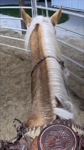 This is Ed's Platinum Blonde, mom to my stud colt! She's a blast to ride—so athletic and frisky, but with a great mind. I just love this horse. #HorseRiding #EquestrianLife #HorsesOfInstagram #Mare #AthleticHorse | Ed's Walking Horses