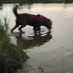 Two things gander was crazy about: fetch and fish. The things he hated most of all? Baths or showers. Digging through all the old fishing photos, I came across this again. Always worth reposting. He was one of a kind. | Gander: Service Dog