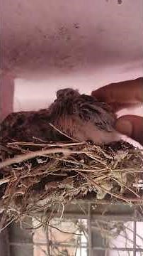 How Baby Birds Learn to Fly: A Heartwarming Journey"