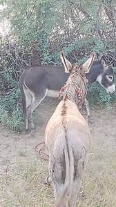 11K views · 29 reactions | Sports Girl on Reels | Facebook