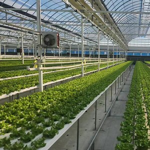 [Hot Item] Green House Smart Hydroponics Farm Hydroponic Nft System