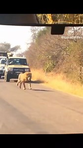 20K views · 230 reactions | The Jungle King | Wild Africa | Facebook