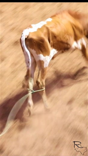Quick work in the Branding under the lights of West, Texas! ##roughoutranchrodeo #ranchrodeo #cowboy #texas #cowhorse #ranchhorse # | Rough Out